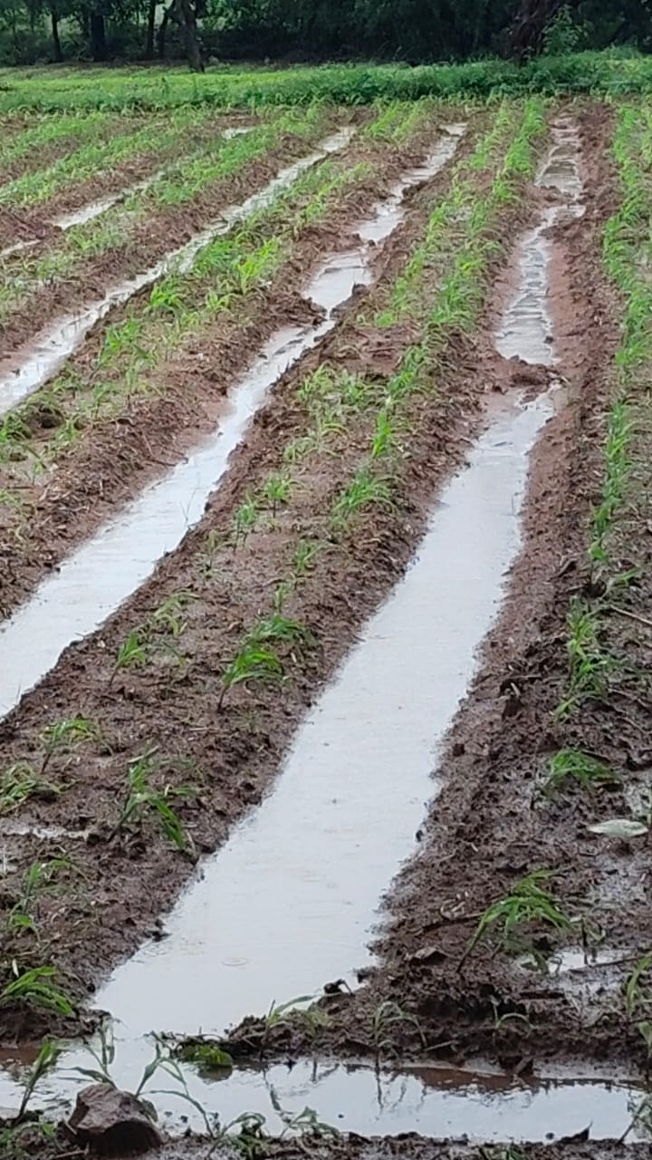 निरंतर बारिश से बढ़ी किसानों की मुसीबत