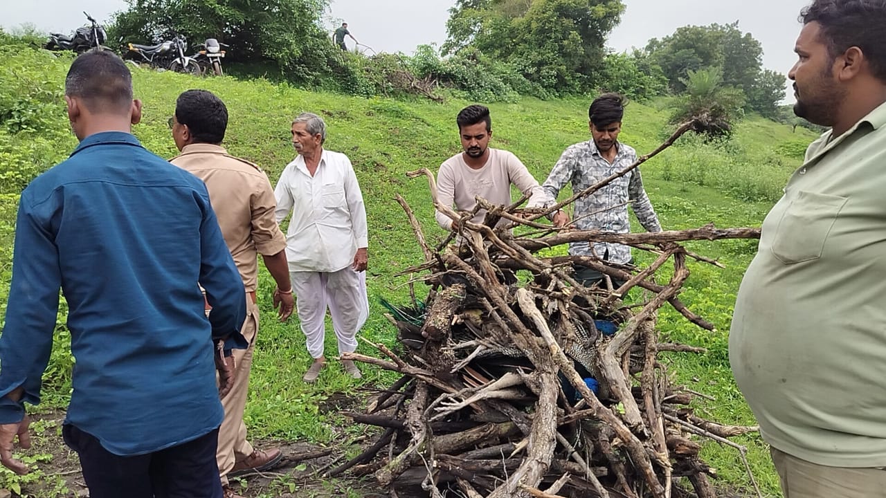 राजोद आनंद खेड़ी में 6 मोरों की मौत