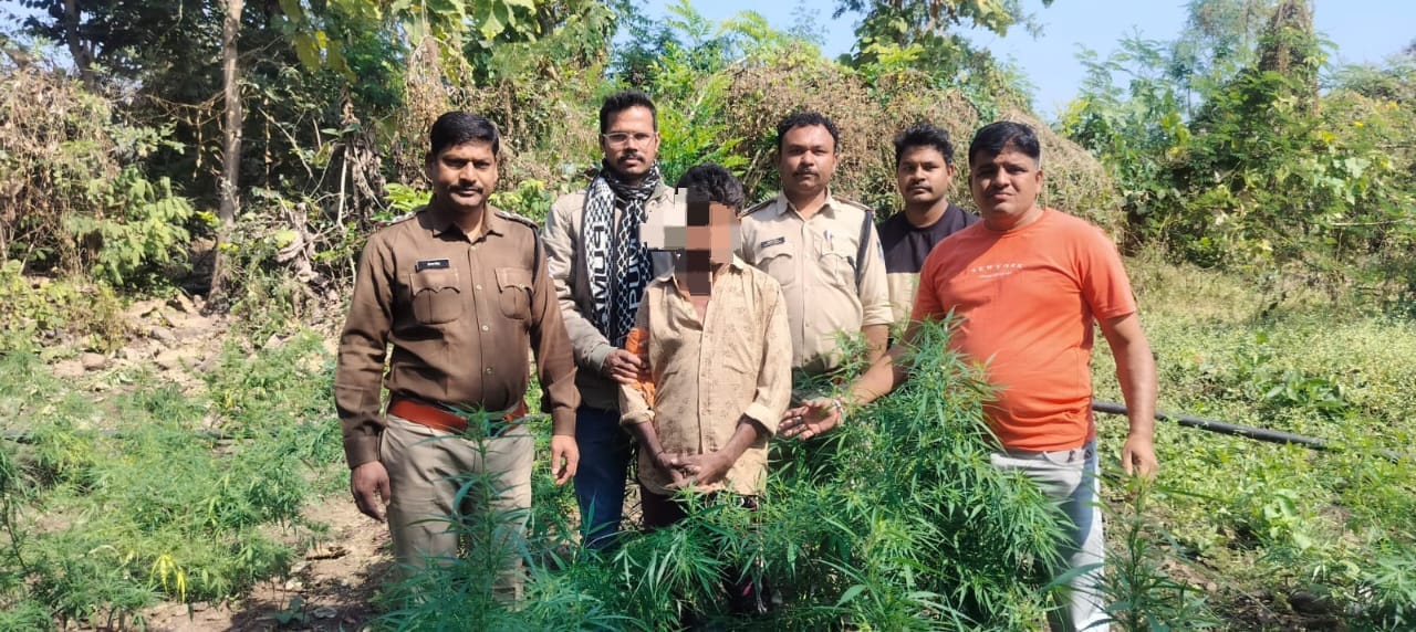 “नशे के विरूद्ध धार पुलिस की लगातार अवैध मादक पदार्थ (गांजा) पर कार्यवाही