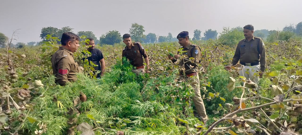 “नशे के विरूद्ध मनावर पुलिस की अवैध मादक पदार्थ (गांजा) पर कार्यवाही””आऱोपी रामसिंह भवेल निवासी दसवी भुरीबयडी के खेत से अवैध मादक पदार्थ गांजे के 130 हरे पौधे,220.8 कि.ग्राम, किमती 11 लाख रूपये करीबन का जप्त किया