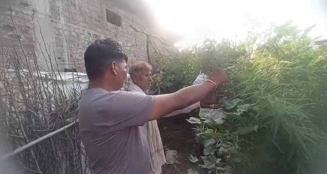 पुलिस चौकी उमरबन थाना मनावर की मादक पदार्थ के विरूद्ध बड़ी कार्यवाही  ग्राम जामनिया मोटा में पकडाया गांजे के पौधों से भरा खेत