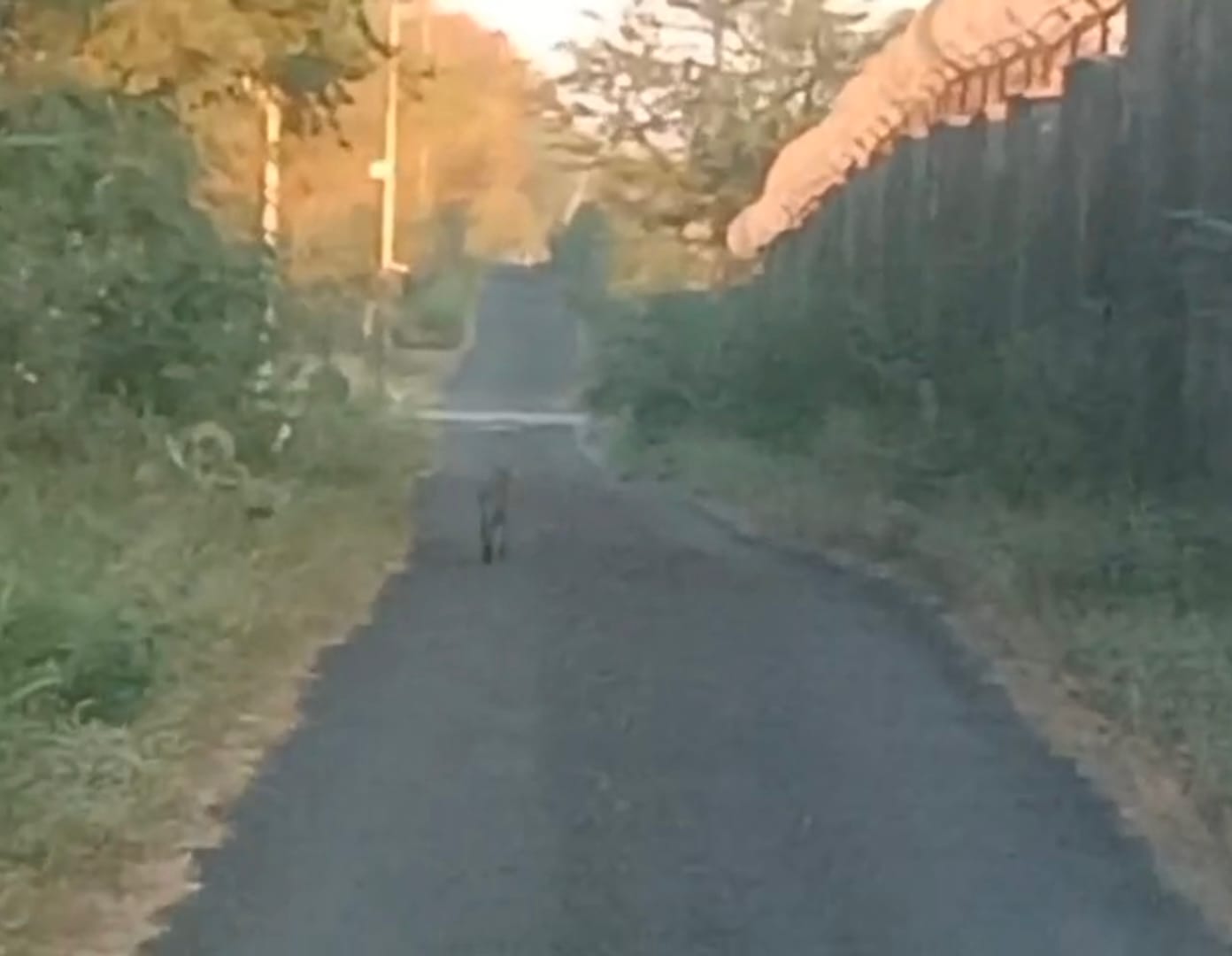 NFL विजयपुर परिसर में तेंदुए का मूवमेंट: वन विभाग ने कर्मचारियों को दी जंगल क्षेत्र से दूर रहने की चेतावनी