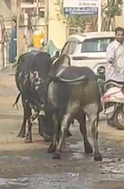 पटेल कॉलोनी में बुधवार सुबह 9:30 बजे सड़क पर दो सांडों के आपस में भिड़ने से अफरा तफरी मच गई  , इस घटना से राहगीरो और स्थानी स्थानिक निवासीयो में हड़कंप फैल गया